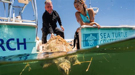 organizations that help sea turtles|Sea Turtle Conservation Fund The Sea turtle conservation fund .